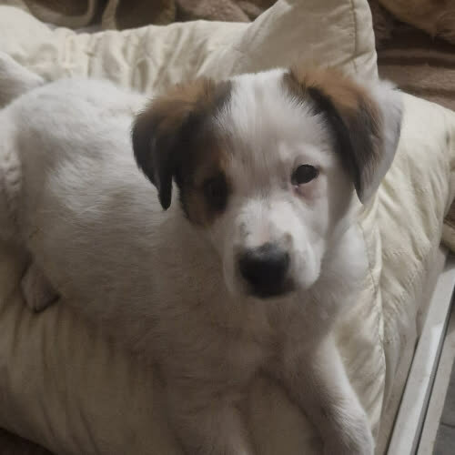 Psy ze schroniska do adopcji Czaruś