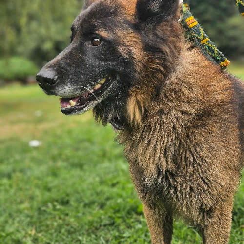 Seyko owczarek niemiecki 