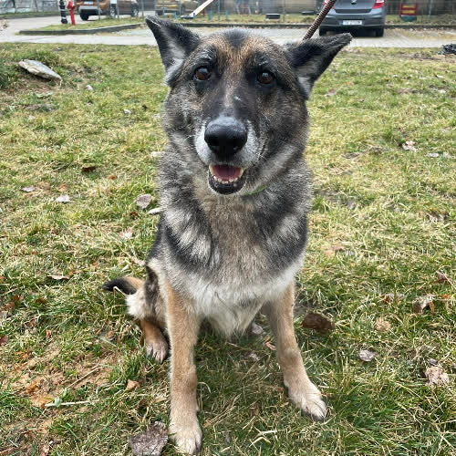 Psy ze schroniska do adopcji Nati