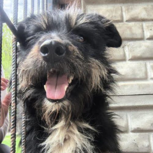 Psy ze schroniska do adopcji Rubin