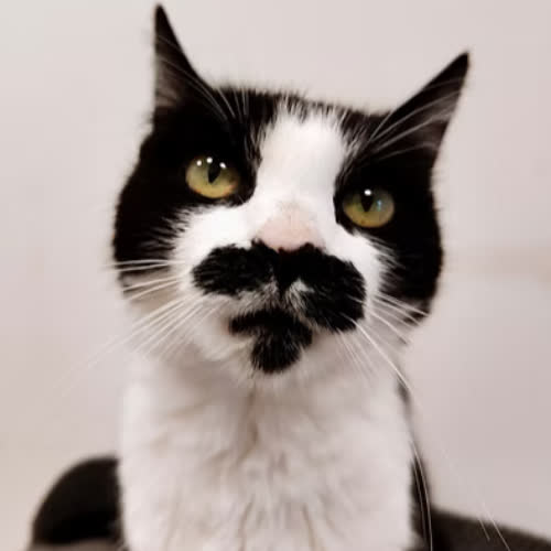 Koty ze schroniska do adopcji KARLA