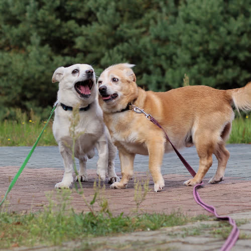 Psy ze schroniska do adopcji Racuch i Pampuch