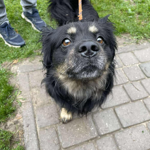 Psy ze schroniska do adopcji Sandał 