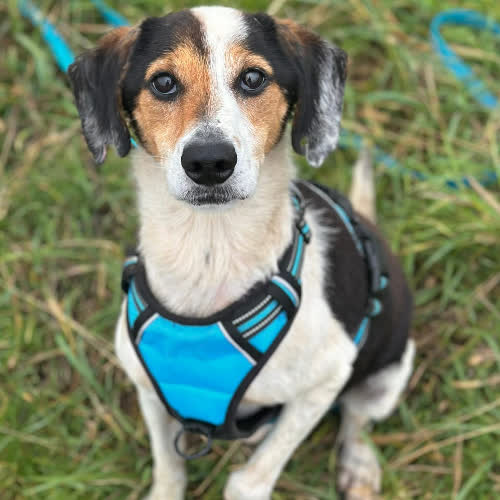 Psy ze schroniska do adopcji Snoopy