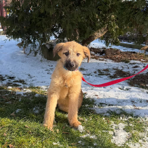 Psy ze schroniska do adopcji Cypis 