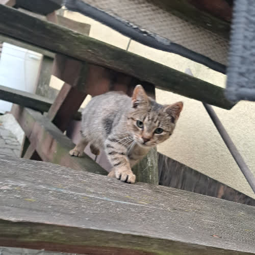 Koty ze schroniska do adopcji Mały kotek