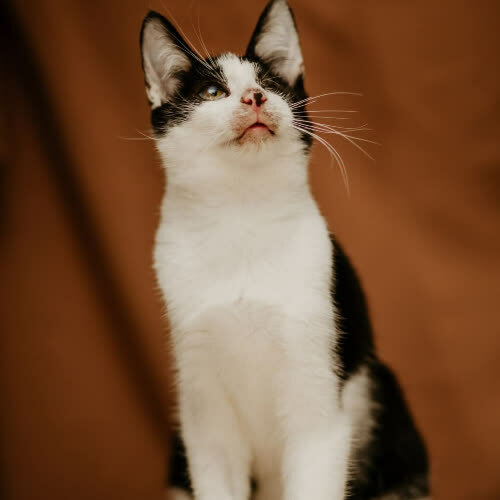 Koty ze schroniska do adopcji Ptyś
