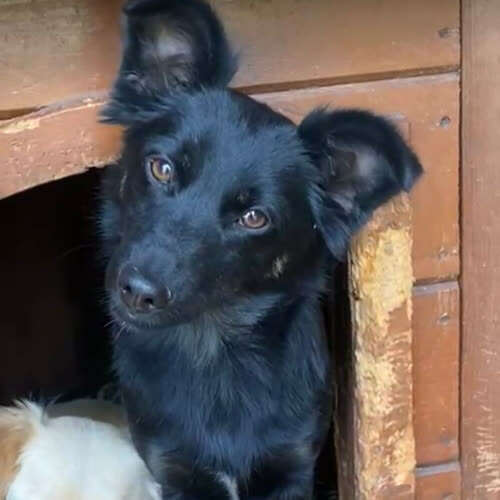 Psy ze schroniska do adopcji Dusia