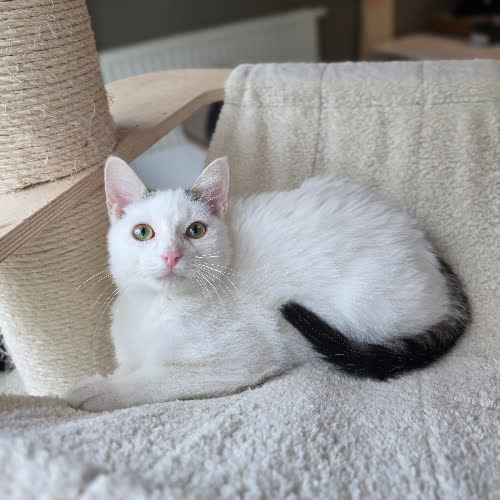 Koty ze schroniska do adopcji Kuter