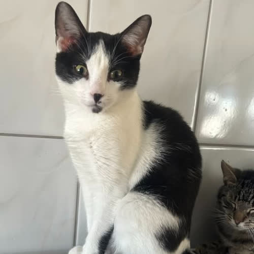 Koty ze schroniska do adopcji Tolek 