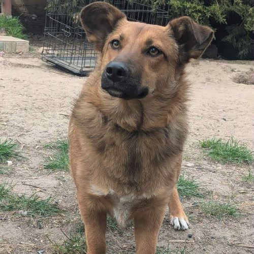 Psy ze schroniska do adopcji Balbinka