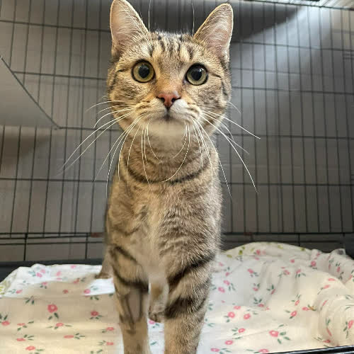 Koty ze schroniska do adopcji Basia