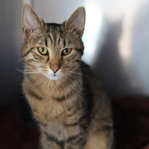 Koty ze schroniska do adopcji Staszek 