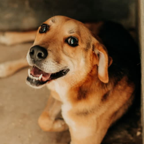 Psy ze schroniska do adopcji Bolo