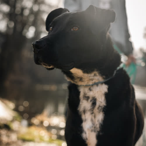 Psy ze schroniska do adopcji Kodek