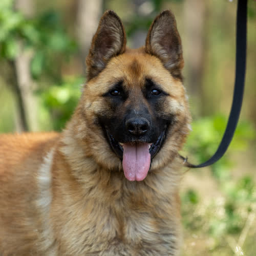 Psy ze schroniska do adopcji Thanos