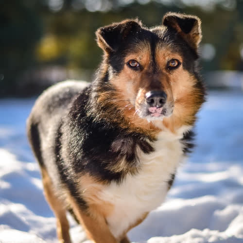 Psy ze schroniska do adopcji Badi 