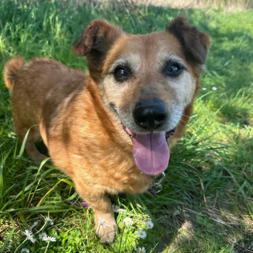 Psy ze schroniska do adopcji Puszek