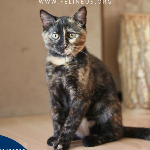 Milenka