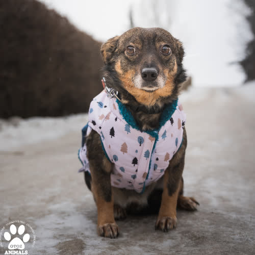 Psy ze schroniska do adopcji Wicher