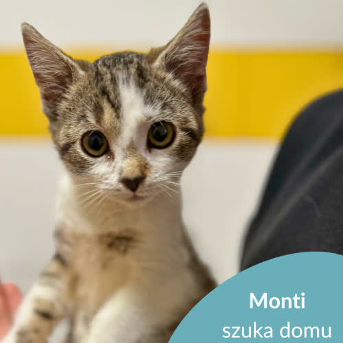 Koty ze schroniska do adopcji Monti
