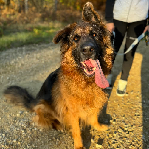 Psy ze schroniska do adopcji Lucky