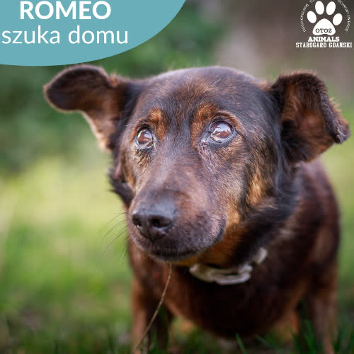 Romeo 