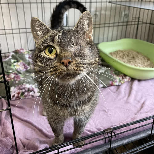 Koty ze schroniska do adopcji Bogdan