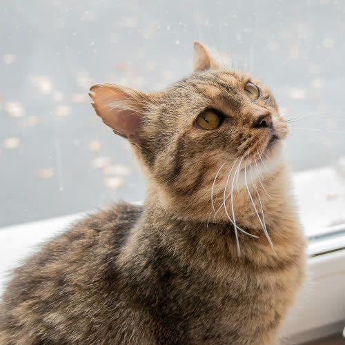 Koty ze schroniska do adopcji A109