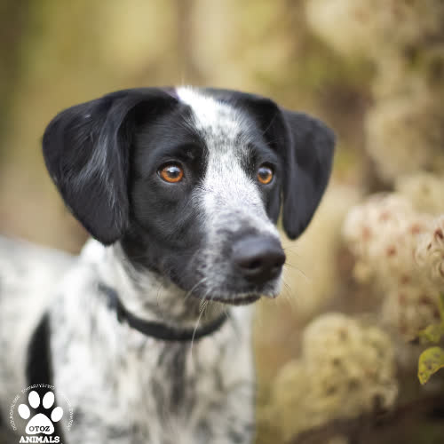 Psy ze schroniska do adopcji Bambi