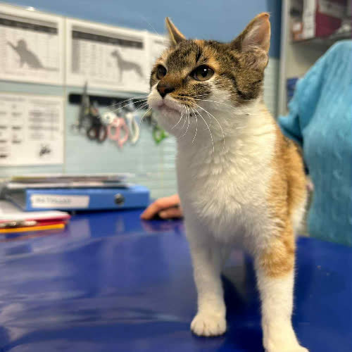 Koty ze schroniska do adopcji Kociak Wendy 