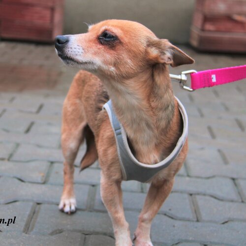 Sarenka - delikatna, maleńka sunia