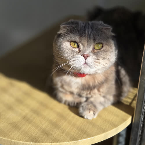 Koty ze schroniska do adopcji KATY