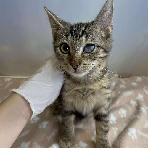 Koty ze schroniska do adopcji Mika