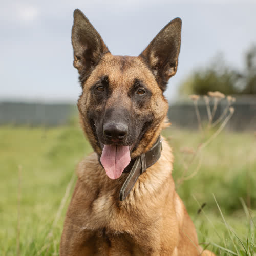 Ares