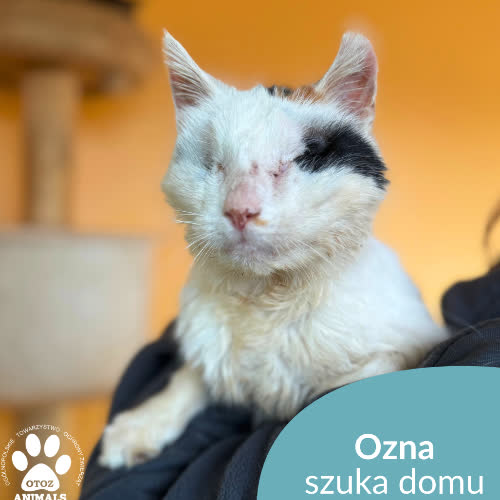 Koty ze schroniska do adopcji Ozna