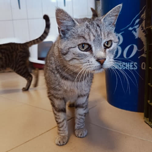 Koty ze schroniska do adopcji Szyszka