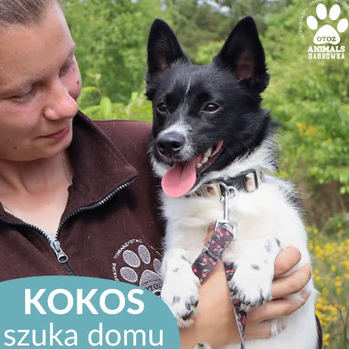 Kokos