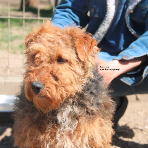 Psy ze schroniska do adopcji Konwalia