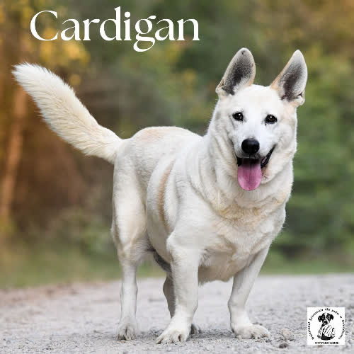 Psy ze schroniska do adopcji Cardigan