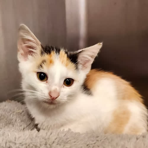 Koty ze schroniska do adopcji Grenia