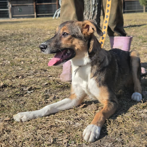 Psy ze schroniska do adopcji Szczeniak Piesek