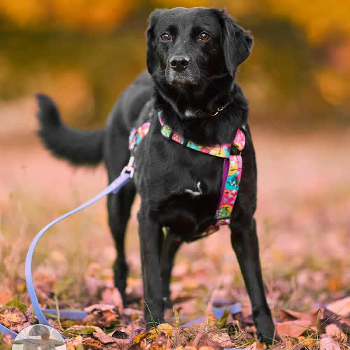 Psy ze schroniska do adopcji Bojka