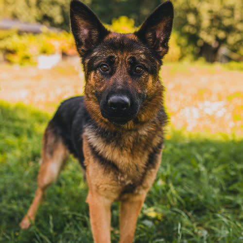 Psy ze schroniska do adopcji Owczarek Komo 