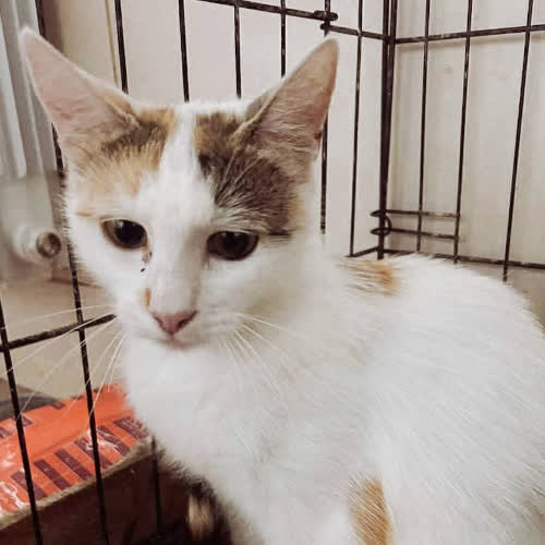 Koty ze schroniska do adopcji Fantazja 