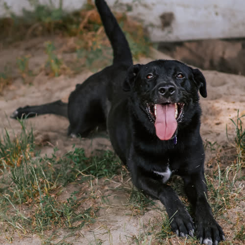 Psy ze schroniska do adopcji Aluś