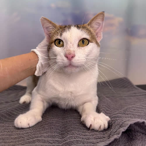 Koty ze schroniska do adopcji B106