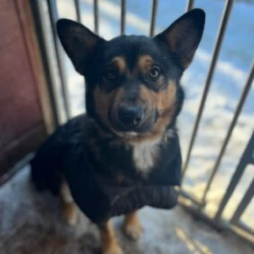 Psy ze schroniska do adopcji Kumpel