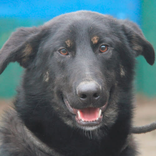 Psy ze schroniska do adopcji Pumba