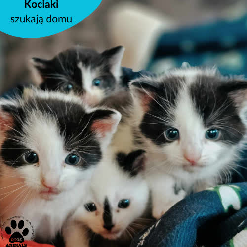 Kocie dzieci